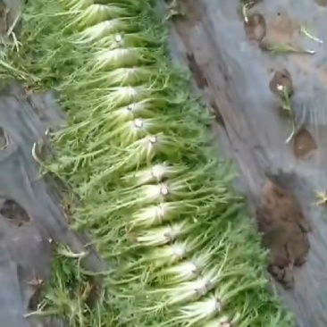 精品苦菊大量上市
