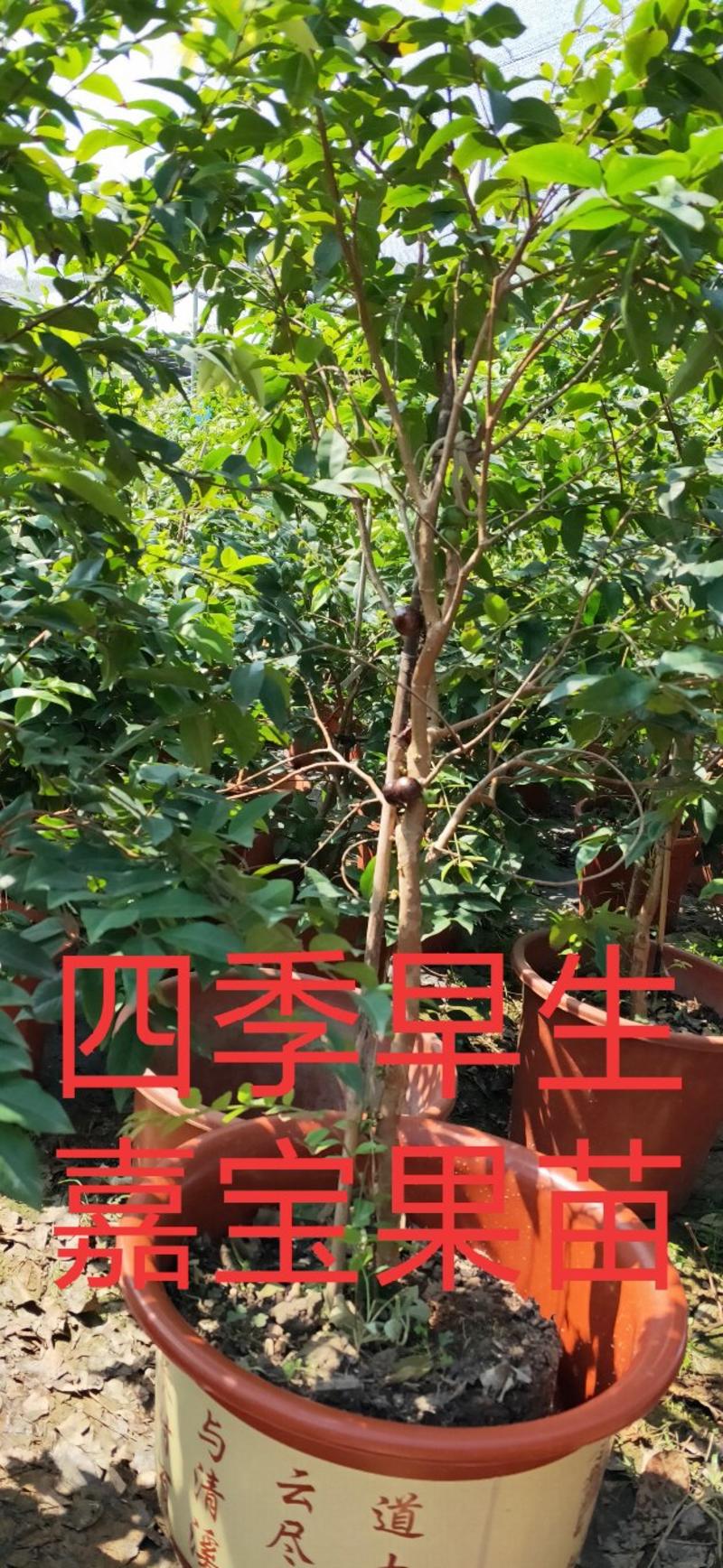 台湾嘉宝果树苗早生四季加宝果庭院盆栽果树苗树葡萄南北