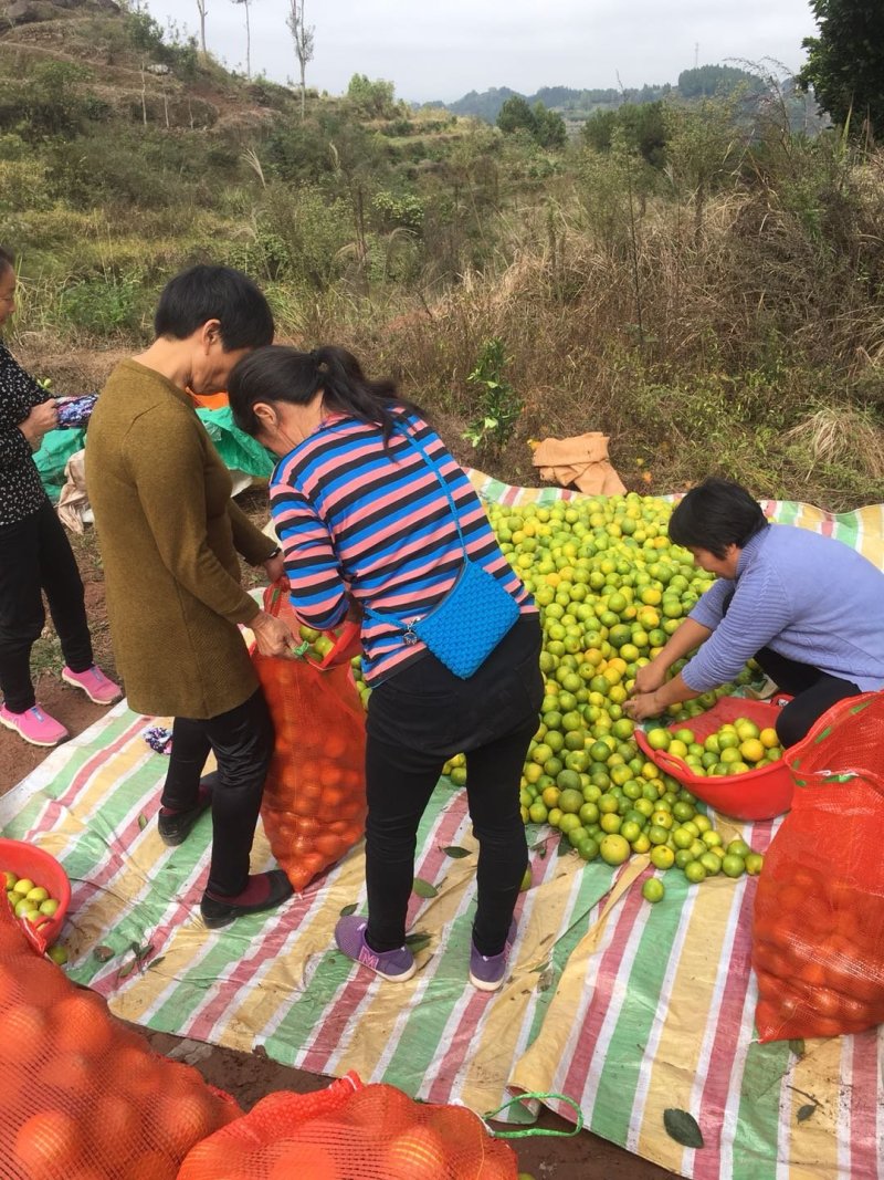 冰糖橙小果大量供应产地直供一手货源诚信专业代办