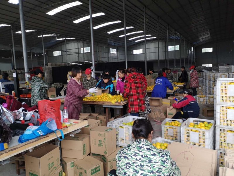 冰糖橙小果大量供应产地直供一手货源诚信专业代办