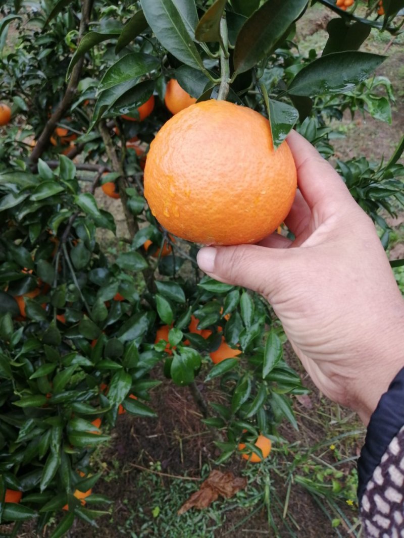 爱媛38果冻橙，味道独特，果皮漂亮，产地直销