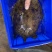 外塘生态黑花鳖甲鱼1.2斤-2.5斤运到包货