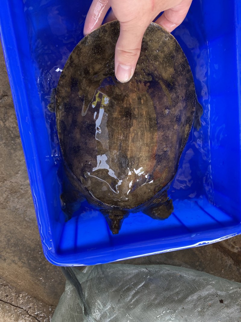 外塘生态黑花鳖甲鱼1.2斤-2.5斤运到包货