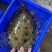外塘生态黑花鳖甲鱼1.2斤-2.5斤运到包货