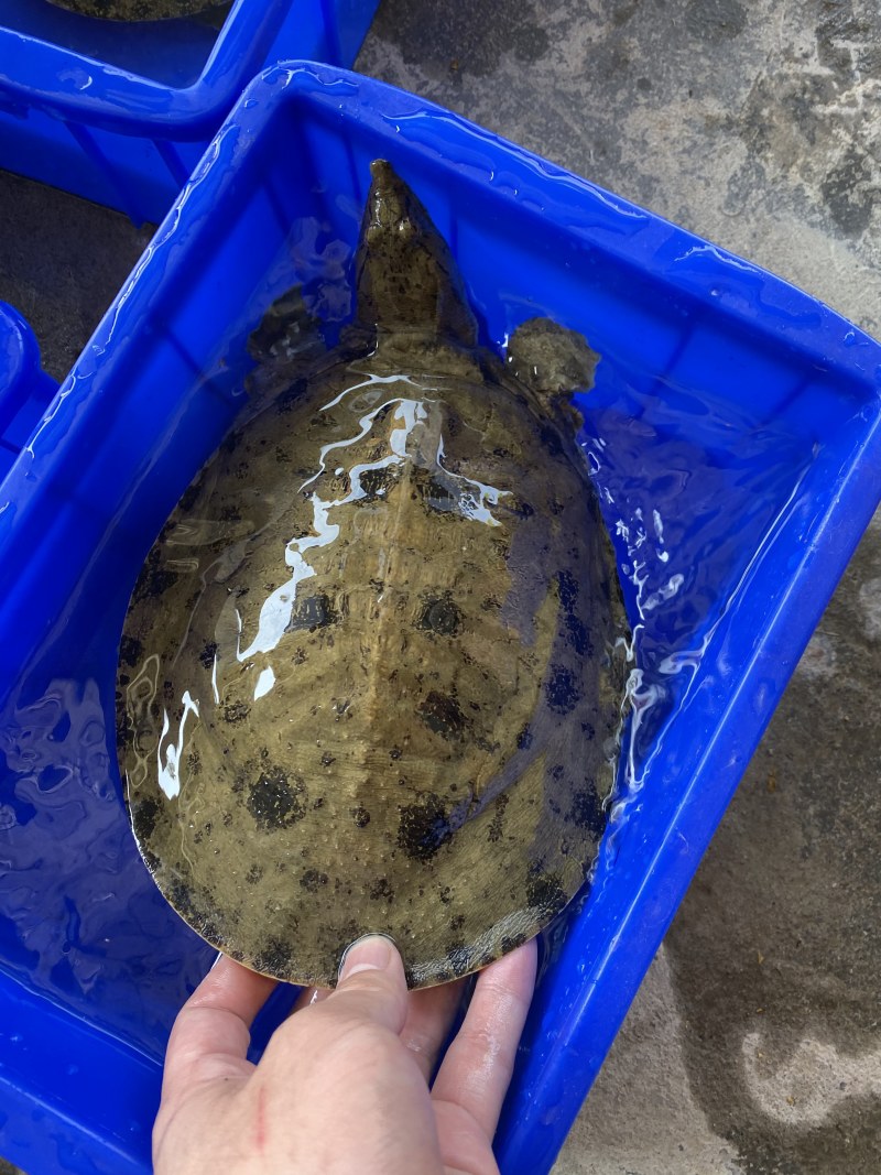 外塘生态黑花鳖甲鱼1.2斤-2.5斤运到包货