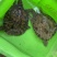外塘生态黑花鳖甲鱼1.2斤-2.5斤运到包货