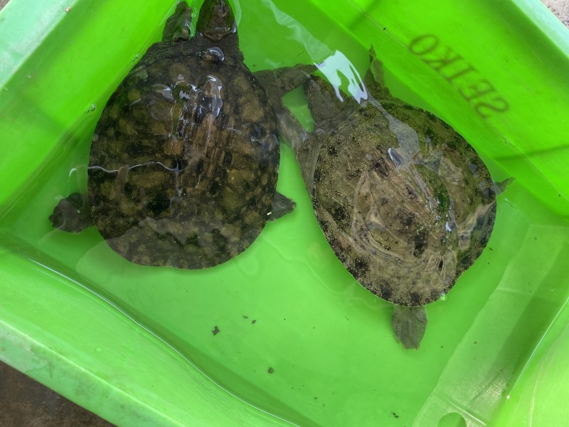 外塘生态黑花鳖甲鱼1.2斤-2.5斤运到包货