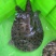 外塘生态黑花鳖甲鱼1.2斤-2.5斤运到包货