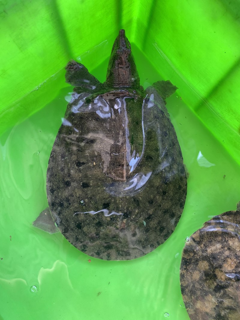 外塘生态黑花鳖甲鱼1.2斤-2.5斤运到包货