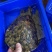 外塘生态黑花鳖甲鱼1.2斤-2.5斤运到包货