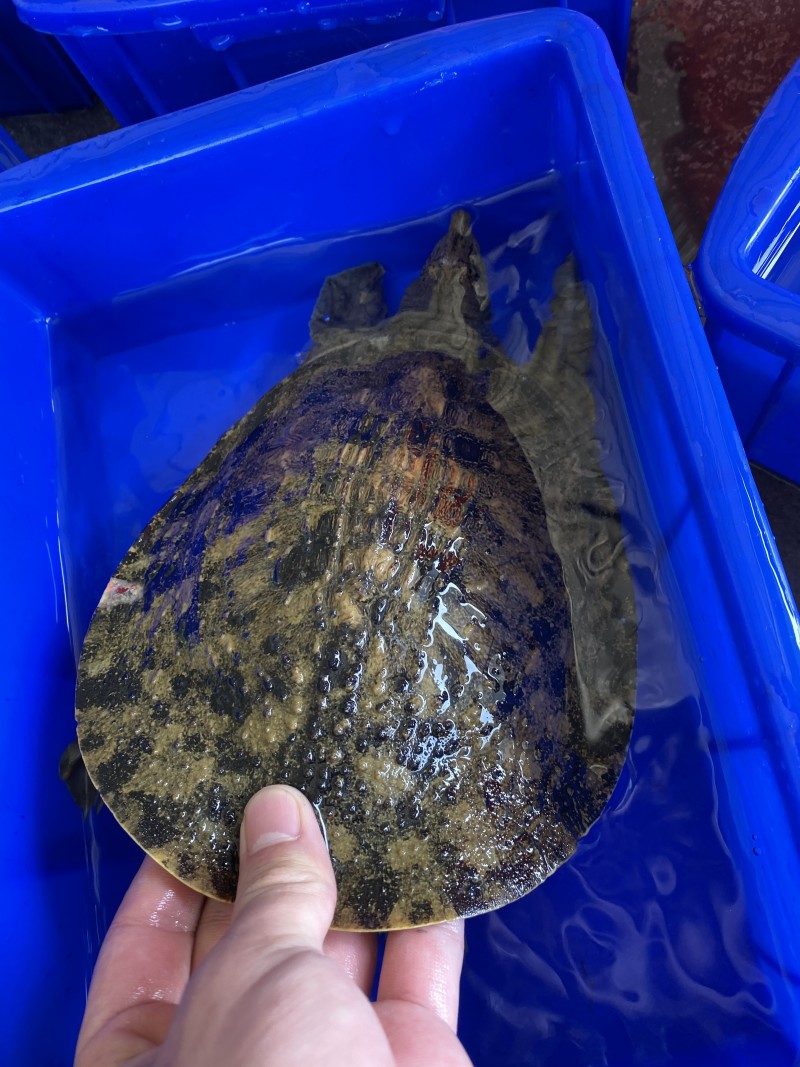 外塘生态黑花鳖甲鱼1.2斤-2.5斤运到包货