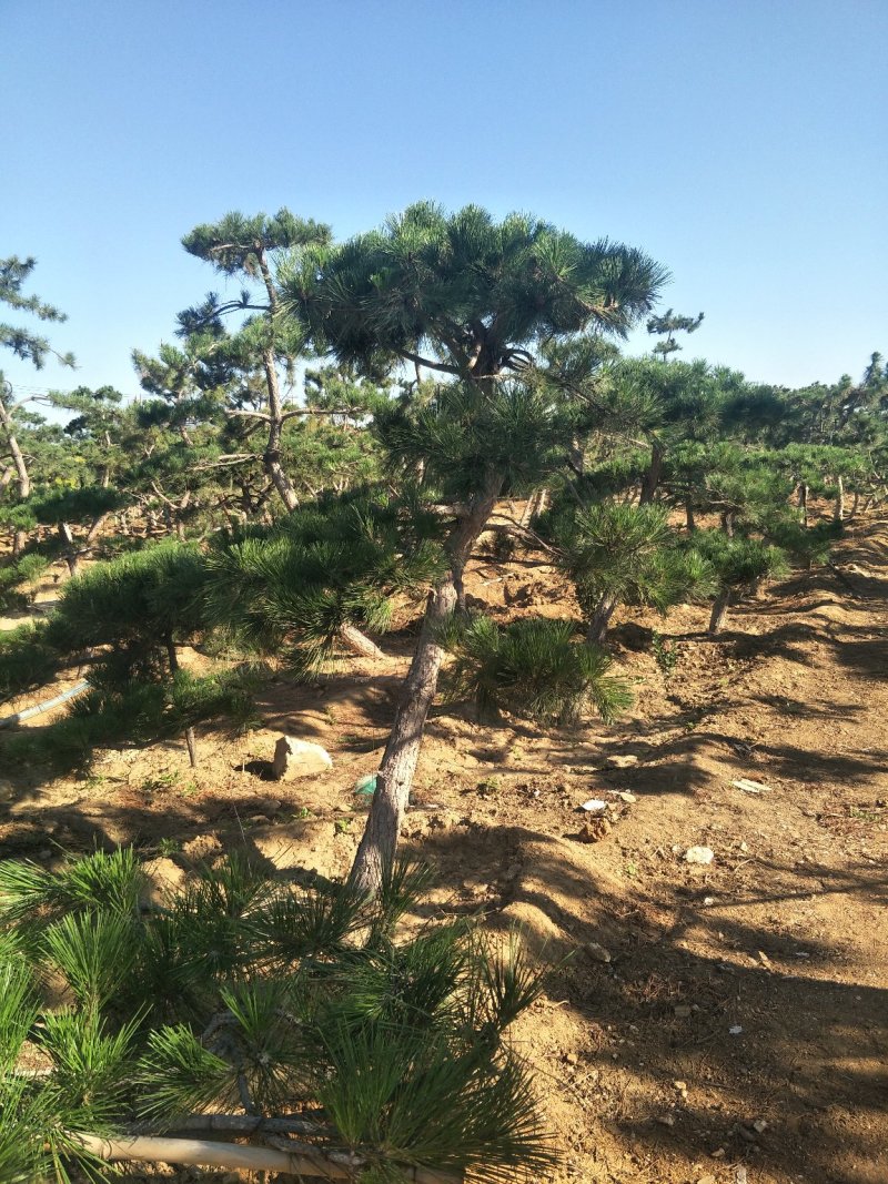 造型黑松，迎客松，造型五针松，造型赤松。泰山景松