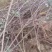 500万紫叶矮樱基地直供