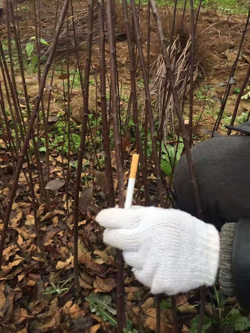 500万紫叶矮樱基地直供