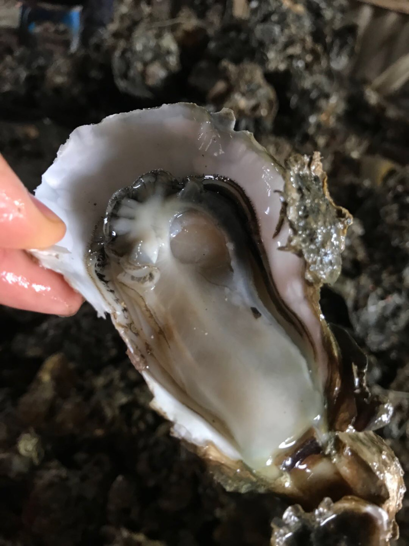 全壳1.5两至6两规格生蚝，薄壳款。肉肥