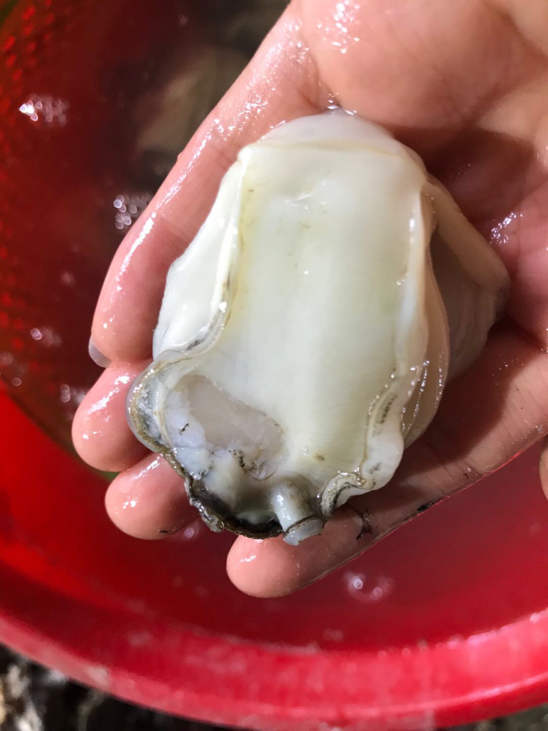 全壳1.5两至6两规格生蚝，薄壳款。肉肥