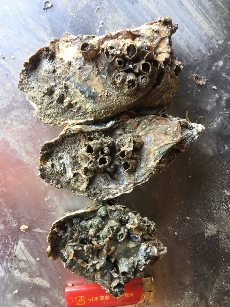 全壳1.5两至6两规格生蚝，薄壳款。肉肥