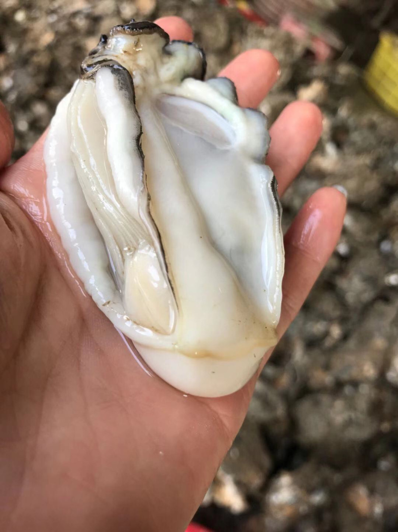 生蚝肉蚝厂直销鲜货现开现卖，有大中小三种规格
