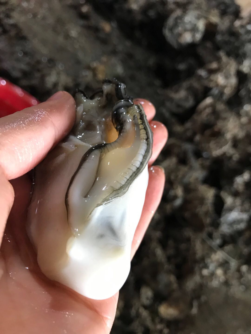 生蚝肉蚝厂直销鲜货现开现卖，有大中小三种规格