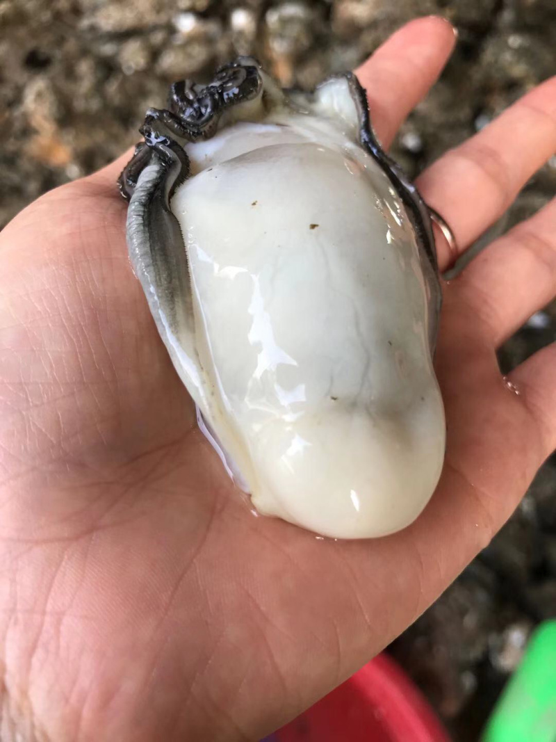 生蚝肉蚝厂直销鲜货现开现卖，有大中小三种规格