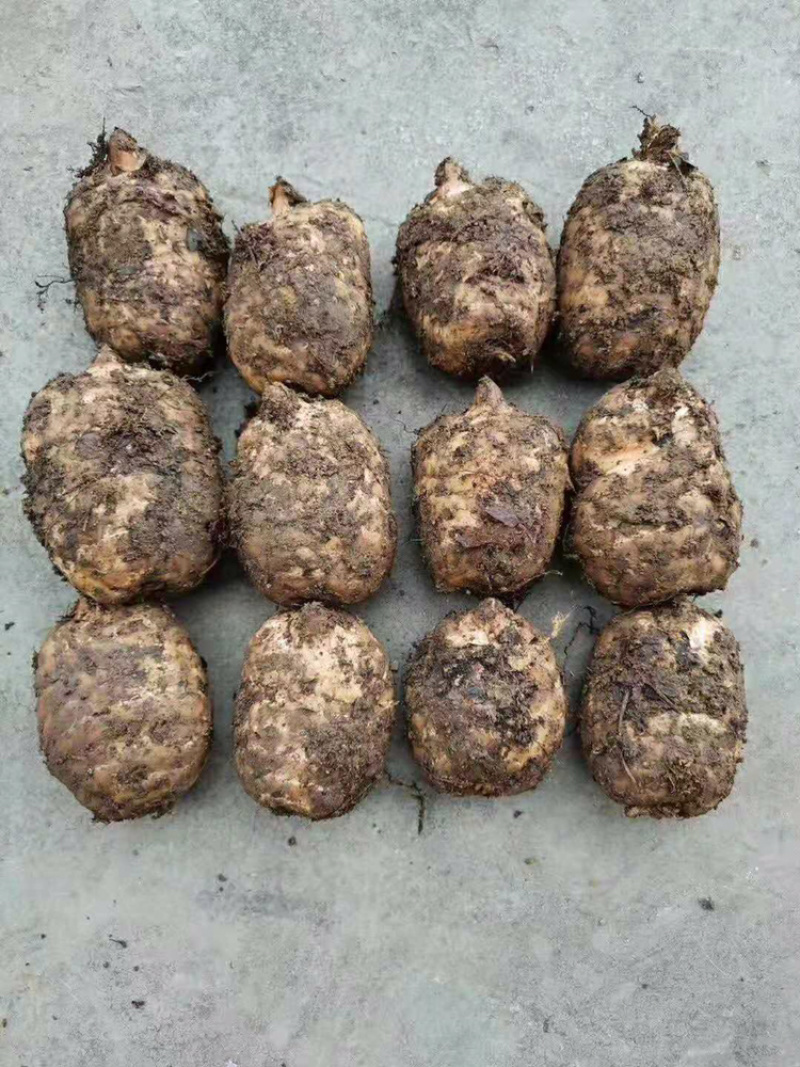 小草坝乌天麻，深山种植