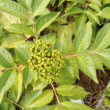 纯种江西中花吴茱萸苗,扦插苗。根系发达,苗杆粗壮。