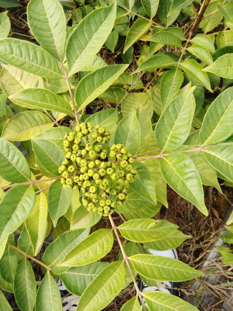 纯种江西中花吴茱萸苗，扦插苗。根系发达，苗杆粗壮。