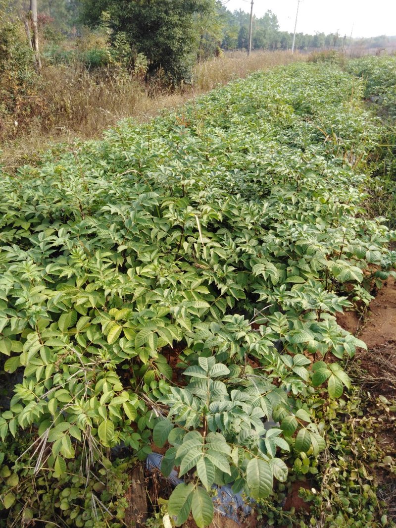 纯种江西中花吴茱萸苗，扦插苗。根系发达，苗杆粗壮。