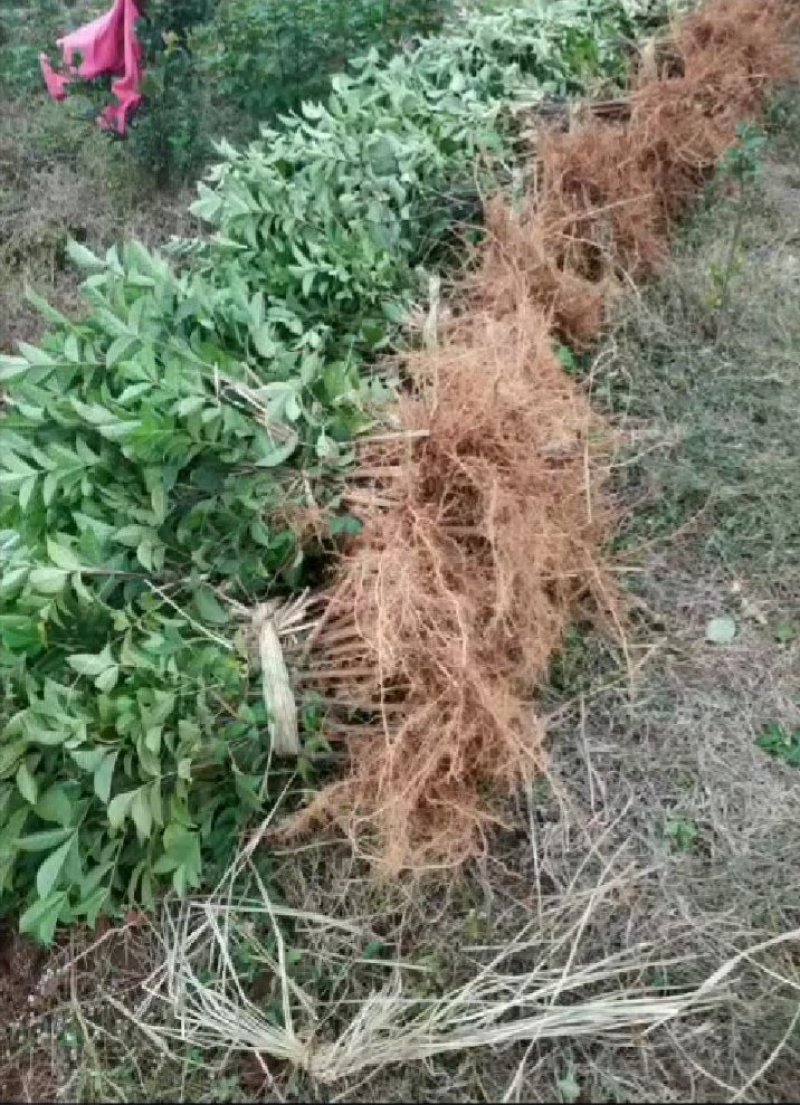 纯种江西中花吴茱萸苗，扦插苗。根系发达，苗杆粗壮。