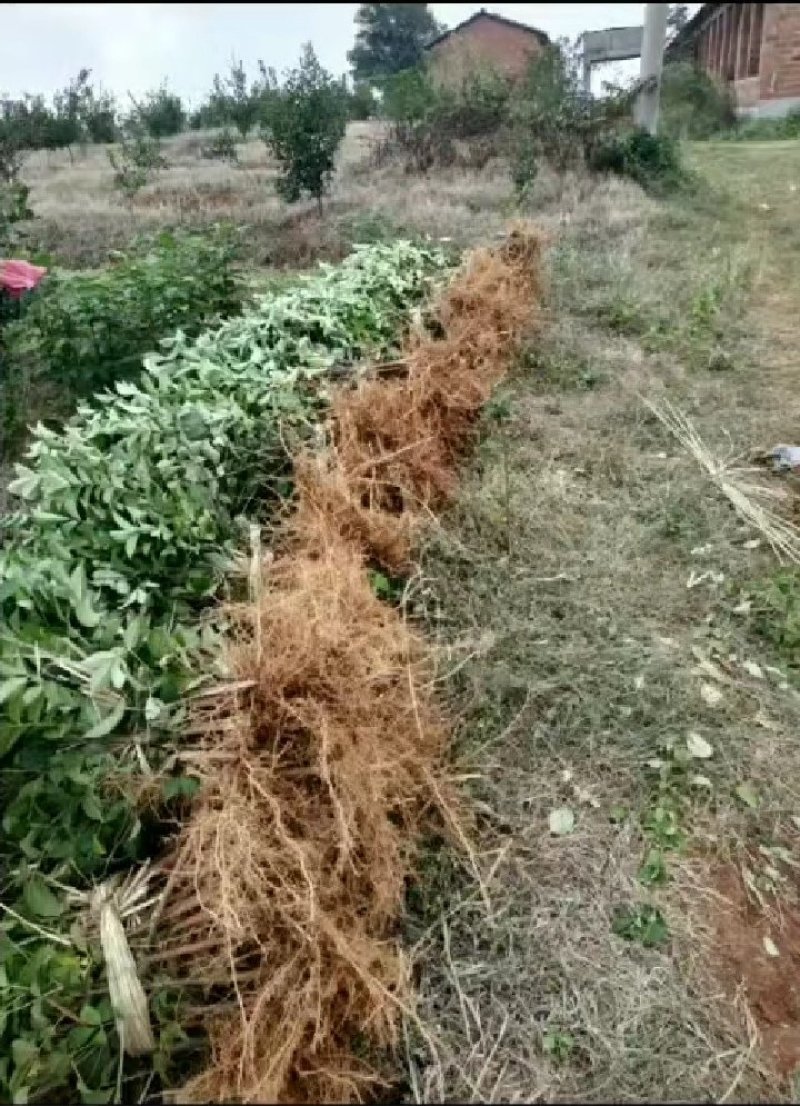 纯种江西中花吴茱萸苗，扦插苗。根系发达，苗杆粗壮。