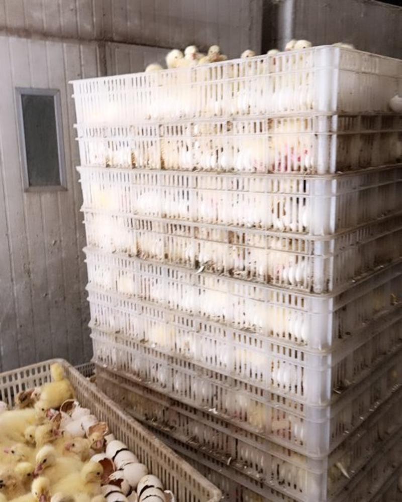 大种鹅白鹅苗品种纯正自家孵化，包疫苗包成活包技术