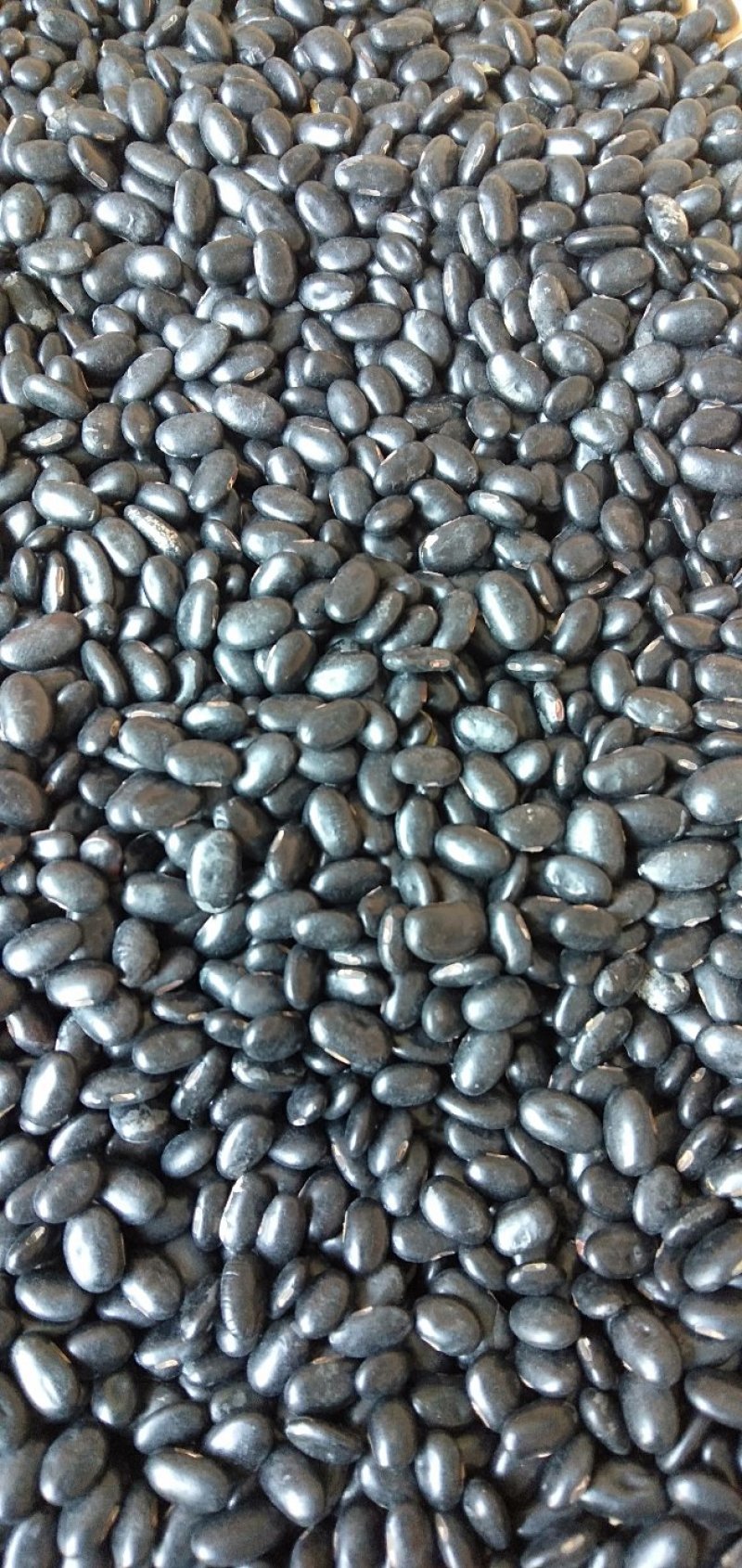 2023小黑豆黄仁豆肾型豆小粒扁粒8斤起批一件代发散货