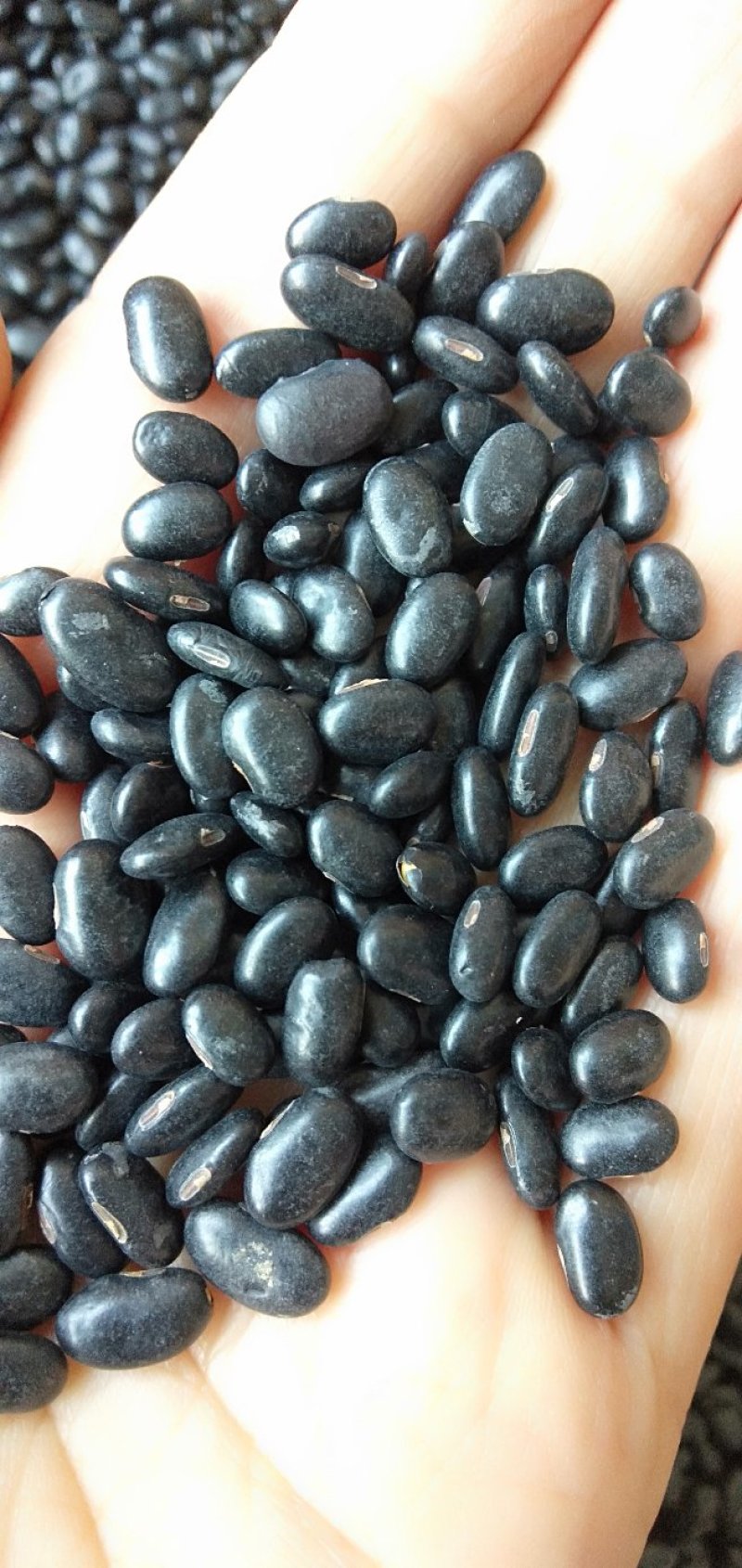 2023小黑豆黄仁豆肾型豆小粒扁粒8斤起批一件代发散货