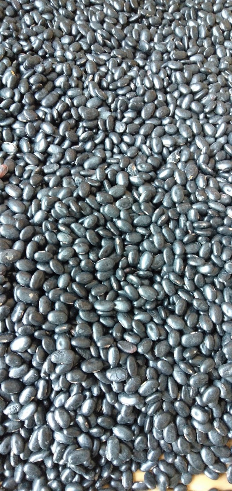 2023小黑豆黄仁豆肾型豆小粒扁粒8斤起批一件代发散货