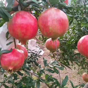 牡丹花石榴树