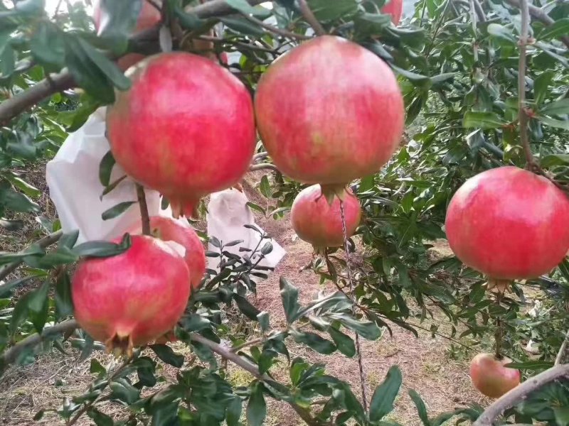 牡丹花石榴树