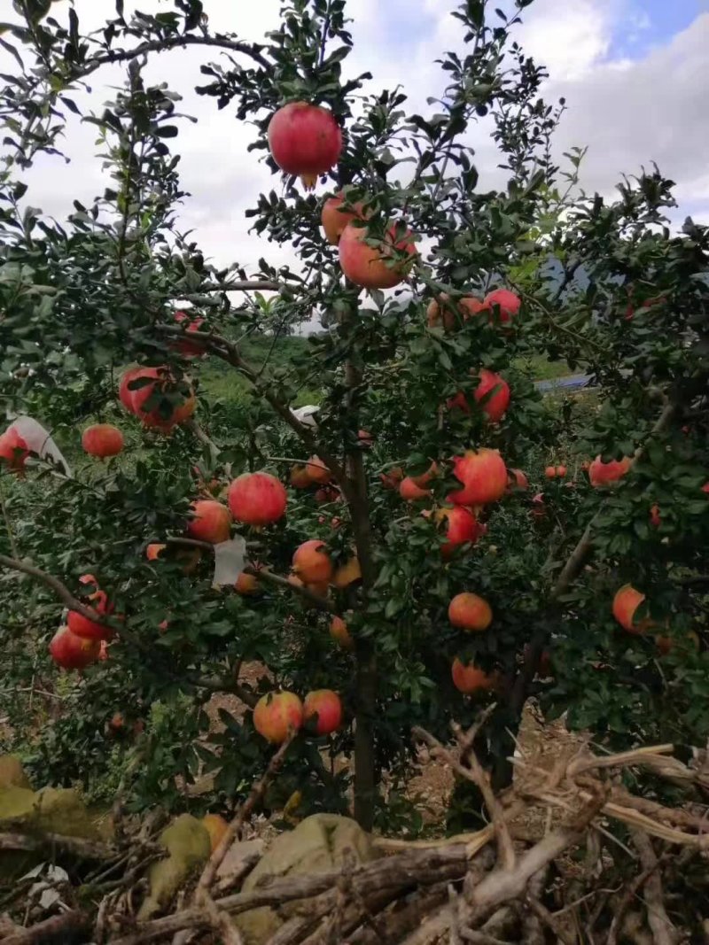 牡丹花石榴树