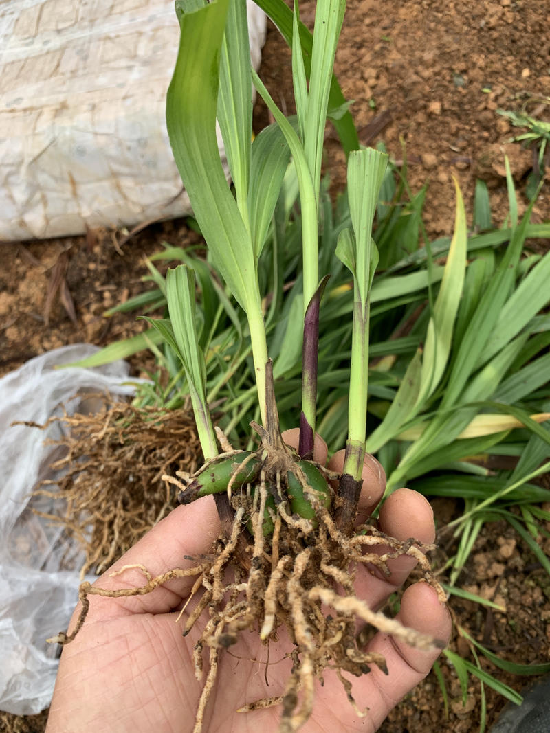 云南紫花三叉白芨两年的驯化种苗成活率高茎块大芽头多