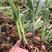 云南紫花三叉白芨两年的驯化种苗成活率高茎块大芽头多
