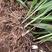 云南紫花三叉白芨两年的驯化种苗成活率高茎块大芽头多
