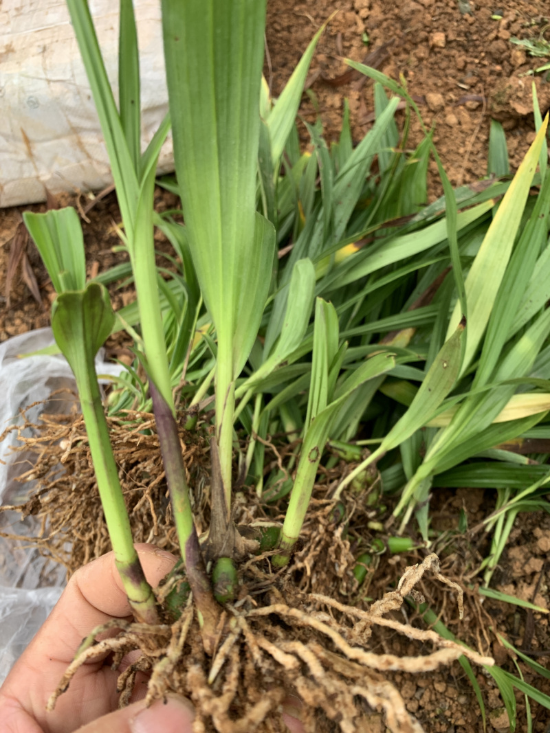 云南紫花三叉白芨两年驯化种苗芽头多茎块大杆子粗产量高