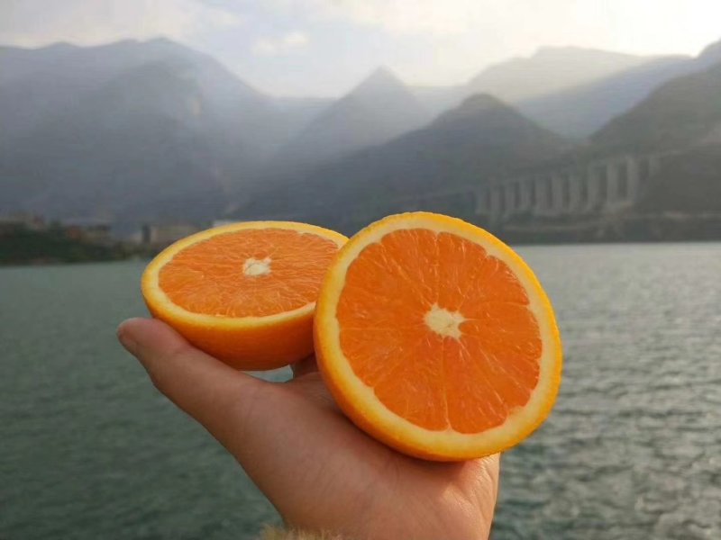 秭归九月红脐橙果冻橙诚信代办