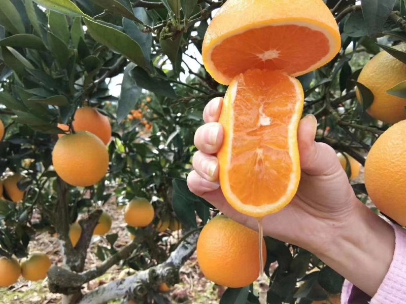 秭归九月红脐橙果冻橙诚信代办