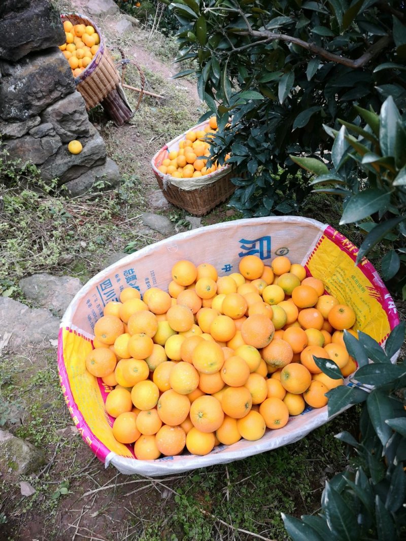 秭归九月红脐橙果冻橙诚信代办