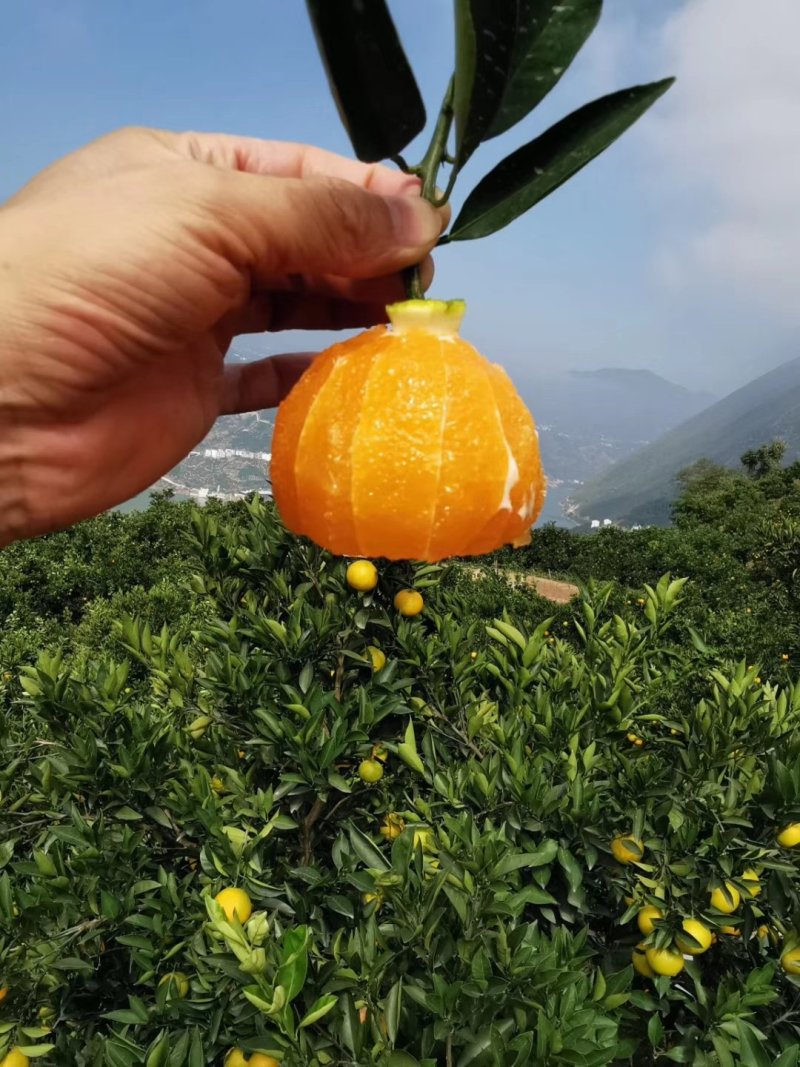秭归九月红脐橙果冻橙诚信代办