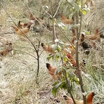 果园散养乌鸡