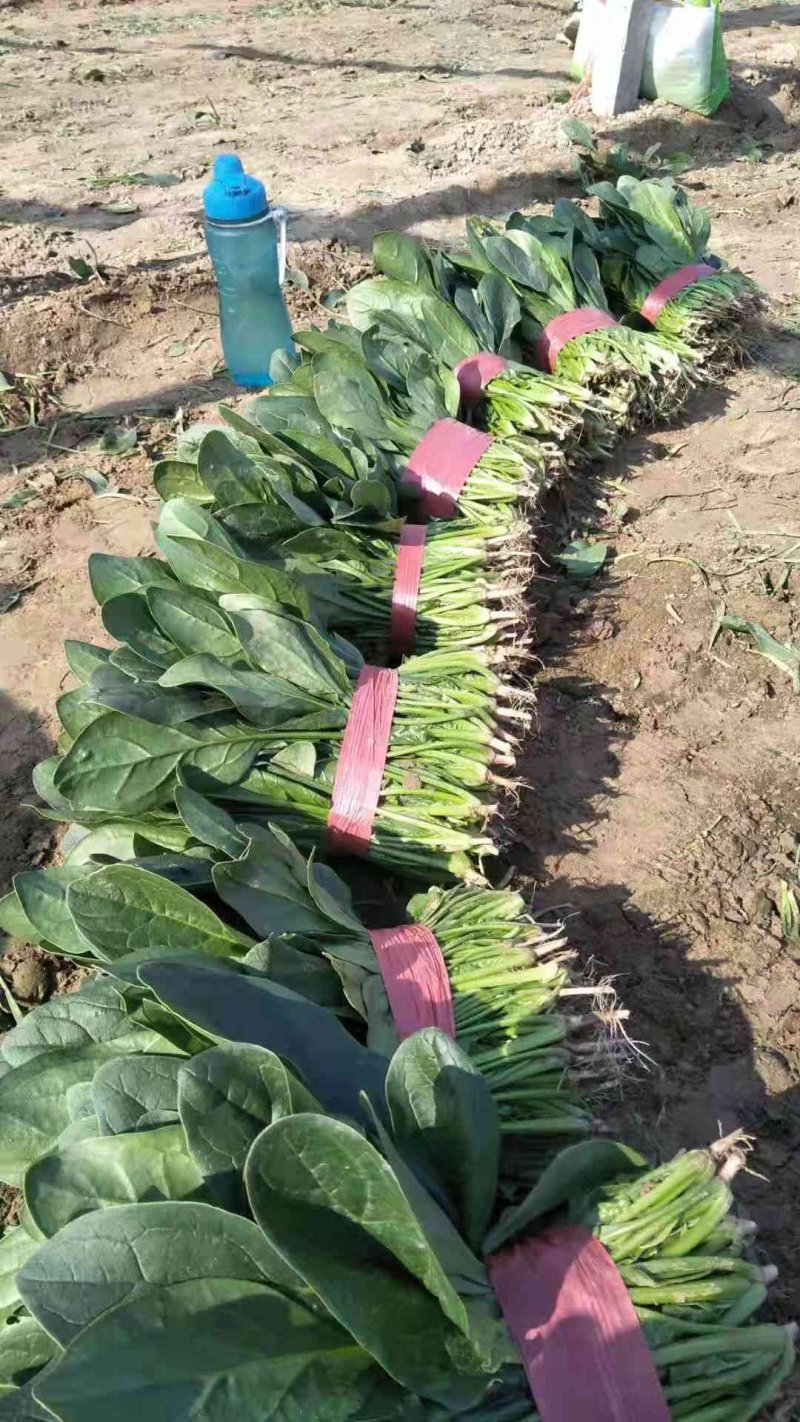 （基地直供）专业供应三排两排泡沫箱打捆菠菜全国代发