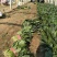 （基地直供）专业供应三排两排泡沫箱打捆菠菜全国代发