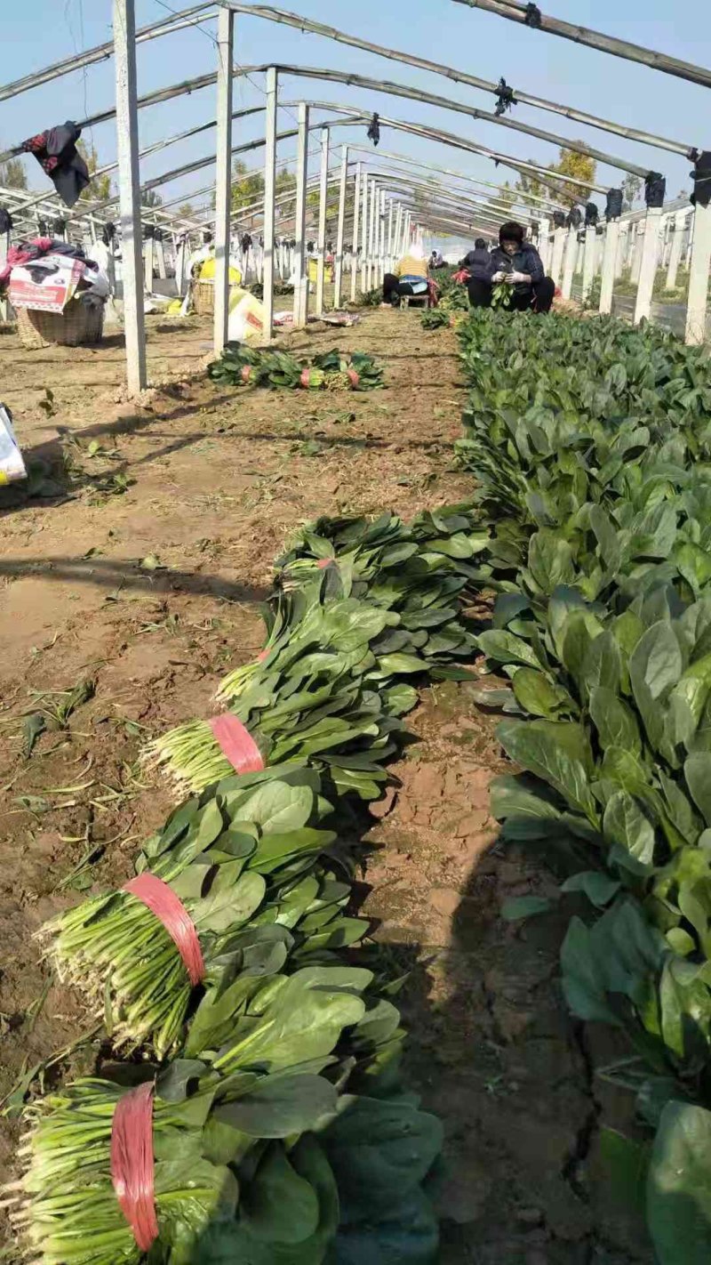 （基地直供）专业供应三排两排泡沫箱打捆菠菜全国代发