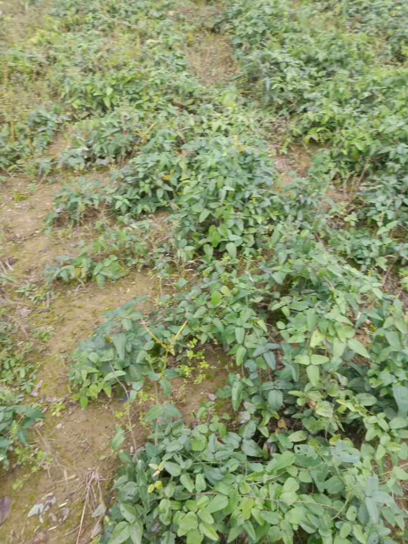 特价八月瓜苗产地直销